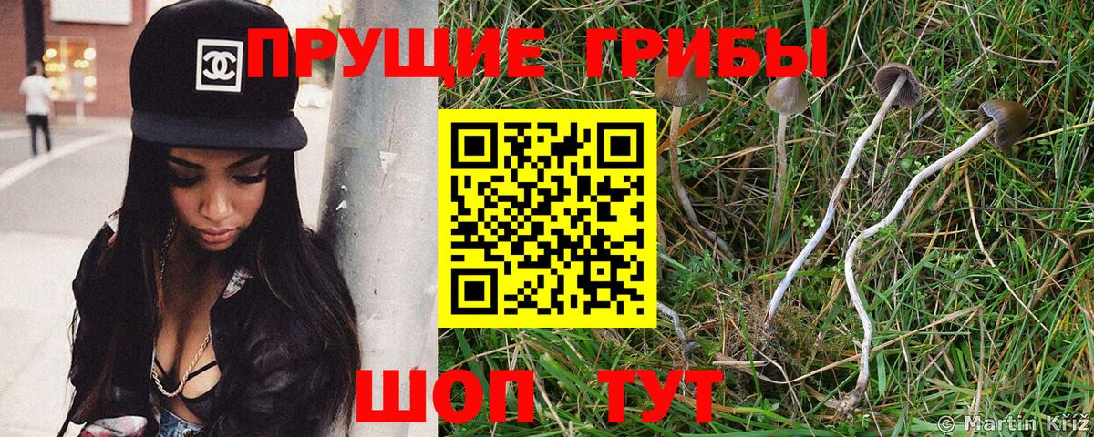 Псилоцибиновые грибы Cubensis  Вход с VPN  Новошахтинск  Галлюциногенные грибы мицелий 